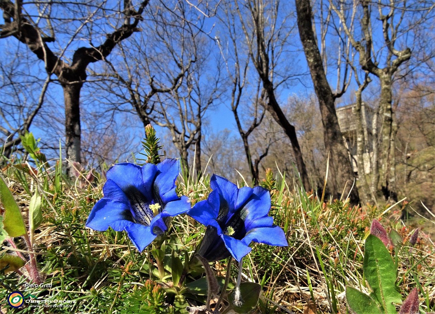 43 Gentiana Clusii in fiore al roccolo.JPG